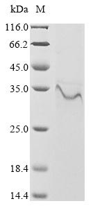 Greater than 85% as determined by SDS-PAGE.