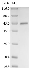 Greater than 90% as determined by SDS-PAGE.