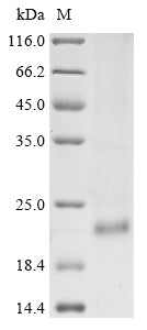 Greater than 85% as determined by SDS-PAGE.