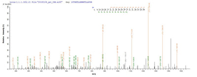 Based on the SEQUEST from database of Baculovirus host and target protein, the LC-MS/MS Analysis result of this product could indicate that this peptide derived from Baculovirus-expressed Streptococcus pneumoniae serotype 4 (strain ATCC BAA-334 / TIGR4) ply.