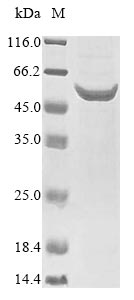 Greater than 90% as determined by SDS-PAGE.