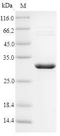 Greater than 90% as determined by SDS-PAGE.