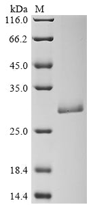 Greater than 90% as determined by SDS-PAGE.