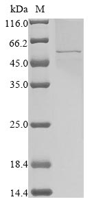 Greater than 85% as determined by SDS-PAGE.