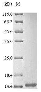 Greater than 85% as determined by SDS-PAGE.