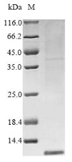 Greater than 85% as determined by SDS-PAGE.