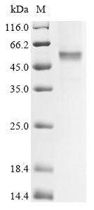 Greater than 85% as determined by SDS-PAGE.