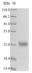 Greater than 85% as determined by SDS-PAGE.