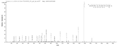 Based on the SEQUEST from database of Baculovirus host and target protein, the LC-MS/MS Analysis result of this product could indicate that this peptide derived from Baculovirus-expressed Rabies virus (strain HEP-Flury) (RABV) G.