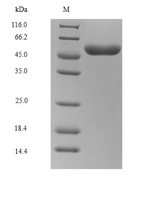 Greater than 85% as determined by SDS-PAGE.