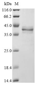 Greater than 85% as determined by SDS-PAGE.