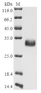 Greater than 85% as determined by SDS-PAGE.