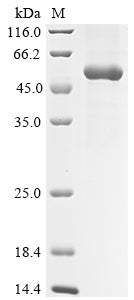 Greater than 90% as determined by SDS-PAGE.