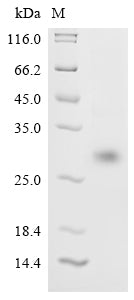 Greater than 90% as determined by SDS-PAGE.