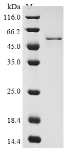 Greater than 90% as determined by SDS-PAGE.