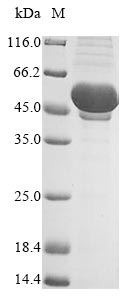 Greater than 85% as determined by SDS-PAGE.