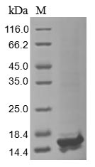 Greater than 85% as determined by SDS-PAGE.