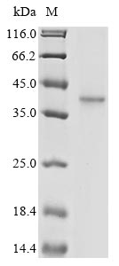 Greater than 85% as determined by SDS-PAGE.