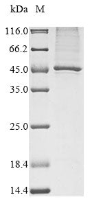 Greater than 85% as determined by SDS-PAGE.