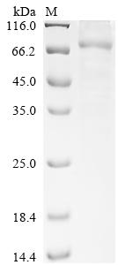 Greater than 85% as determined by SDS-PAGE.