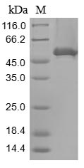 Greater than 85% as determined by SDS-PAGE.