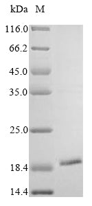 Greater than 85% as determined by SDS-PAGE.