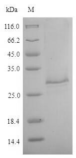 Greater than 85% as determined by SDS-PAGE.