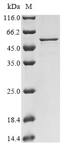 Greater than 85% as determined by SDS-PAGE.