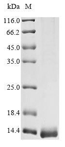 Greater than 85% as determined by SDS-PAGE.