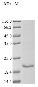 Greater than 85% as determined by SDS-PAGE.