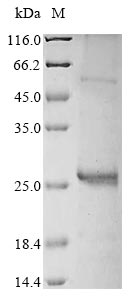 Greater than 85% as determined by SDS-PAGE.