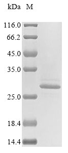 Greater than 85% as determined by SDS-PAGE.