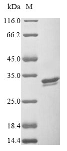 Greater than 90% as determined by SDS-PAGE.