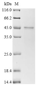 Greater than 90% as determined by SDS-PAGE.