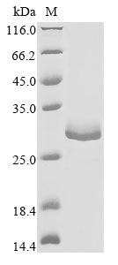 Greater than 85% as determined by SDS-PAGE.