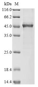 Greater than 85% as determined by SDS-PAGE.