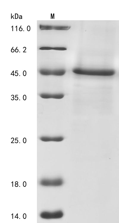 Greater than 90% as determined by SDS-PAGE.