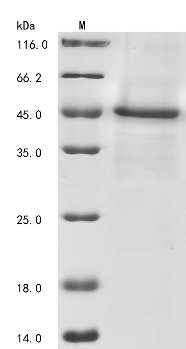 Greater than 90% as determined by SDS-PAGE.