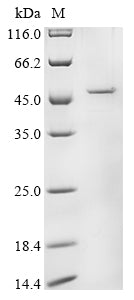 Greater than 85% as determined by SDS-PAGE.