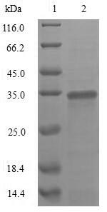 Greater than 85% as determined by SDS-PAGE.