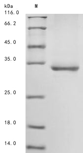 Greater than 85% as determined by SDS-PAGE.