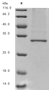 Greater than 85% as determined by SDS-PAGE.