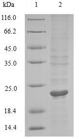 Greater than 90% as determined by SDS-PAGE.