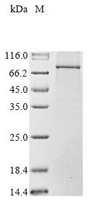 Greater than 85% as determined by SDS-PAGE.