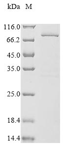 Greater than 85% as determined by SDS-PAGE.