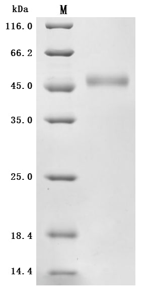 Greater than 95% as determined by SDS-PAGE.