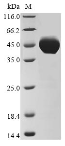 Greater than 85% as determined by SDS-PAGE.