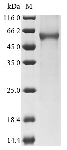 Greater than 85% as determined by SDS-PAGE.