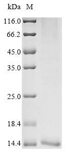 Greater than 85% as determined by SDS-PAGE.