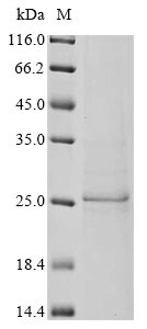 Greater than 85% as determined by SDS-PAGE.